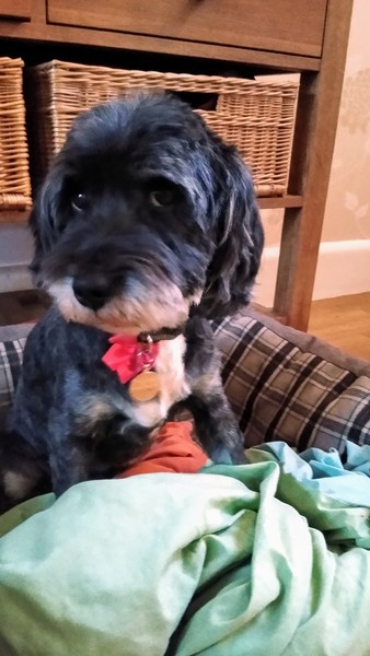 To want to show you my beautiful doggo