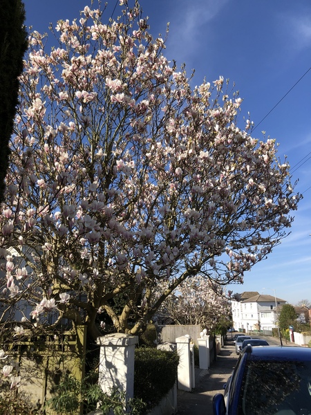 The 'Positive Mental Health' Corona virus thread Part III