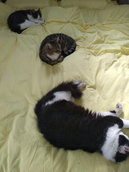 Working from home cats