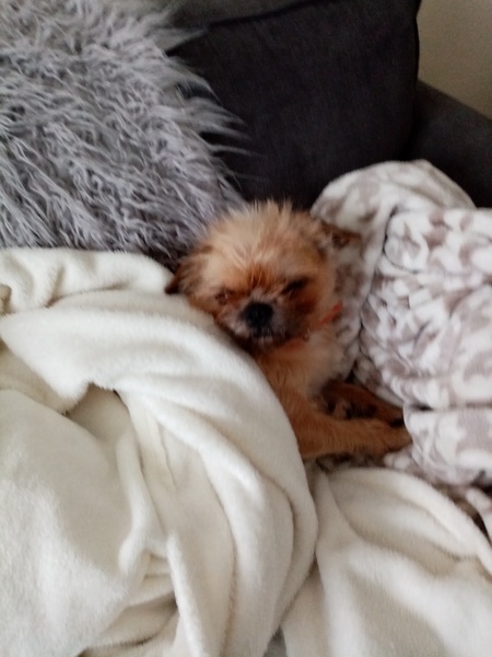 To want to show you my beautiful doggo