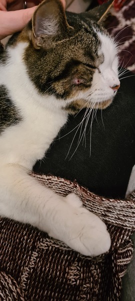 My cat has a small facial wound, what do i do?