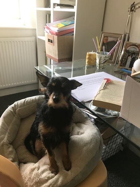 To want to show you my beautiful doggo