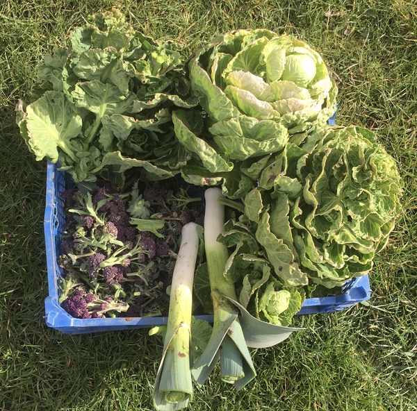 Allotment/Veg Patch Thread 15 - will winter ever end?