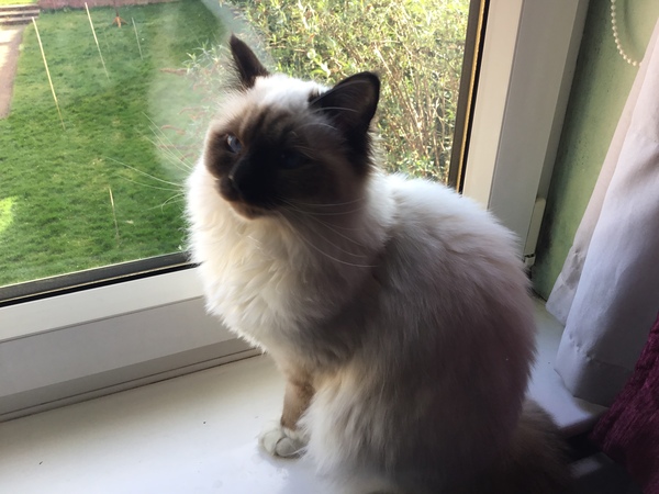 White cats - can I please see yours