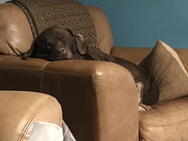 Please could you all post photos of your cats and dogs?