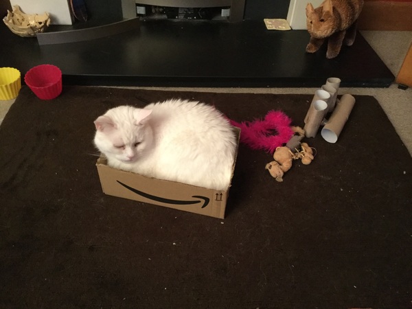 White cats - can I please see yours