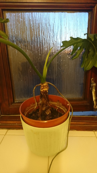 Thread for really fucking ugly houseplants