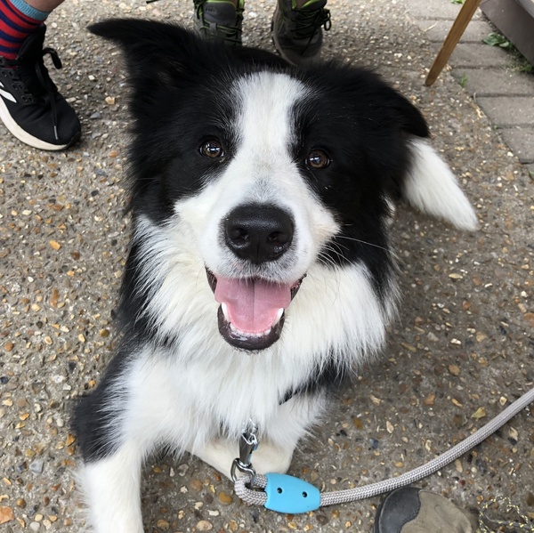 Border collie, yes or no?