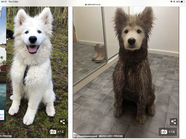 Photos of your dogs to cheer us all up!