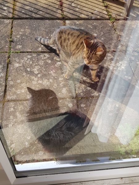 Thug Cat part 2. What, has this thing appeared again tonight?