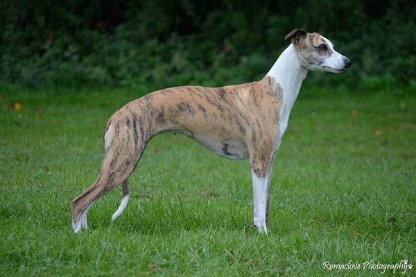 Can anyone id this dog breed?