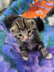 Please could you all post photos of your cats and dogs?