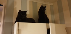 What is your cat called?