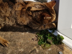 Thug Cat part 2. What, has this thing appeared again tonight?