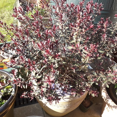 Would you recommend pruning these?...