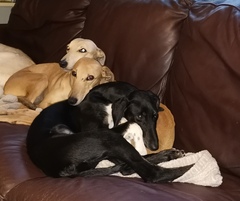 What's your dog called?