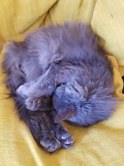 What's your DCat up to today? (Thread 7!)