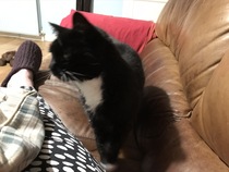 Please could you all post photos of your cats and dogs?