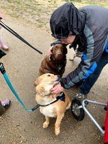 Anyone any experience with wags n wet noses dog rescue?