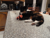 To want to show you my beautiful doggo