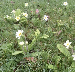 Any Witches Here? Part 11