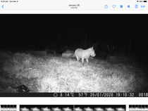 Night vision camera for garden