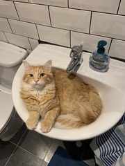 Please could you all post photos of your cats and dogs?
