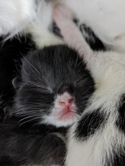 Pregnant cat