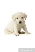 Dog's third eyelid showing