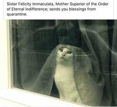 AIBU to ask for your favourite isolation memes?