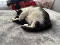 Why do cats do this?