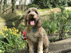 What are your pets up to today?