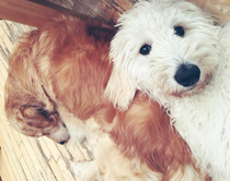 Photos of your dogs to cheer us all up!