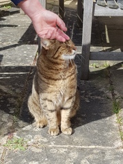 Thug Cat part 2. What, has this thing appeared again tonight?