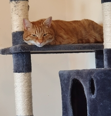 Please could you all post photos of your cats and dogs?