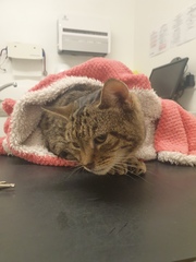 To think the vet/RSPCA are BU and what do i do now?