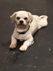 Please could you all post photos of your cats and dogs?