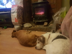 Please could you all post photos of your cats and dogs?