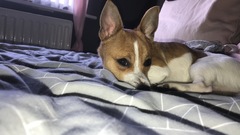 To want to show you my beautiful doggo