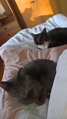 What's your DCat up to today? (Thread 7!)