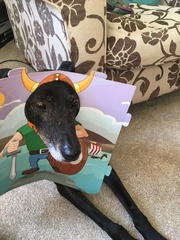 Photos of your dogs to cheer us all up!