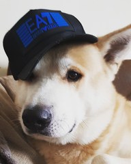 Photos of your dogs to cheer us all up!