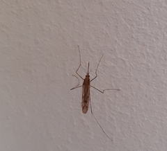Is this a mosquito? In March?! Pics included