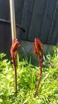Hello mumsnetters..Can someone Id these please?