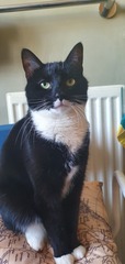 Just had lovely cat pts