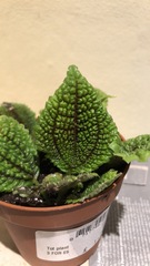Can anyone help me identify these house plants?
