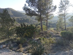 Coved-19 spain