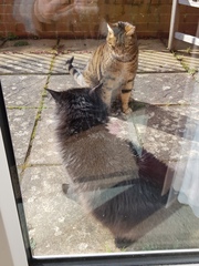 Thug Cat part 2. What, has this thing appeared again tonight?