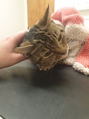 To think the vet/RSPCA are BU and what do i do now?