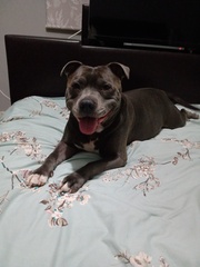 Photos of your dogs to cheer us all up!